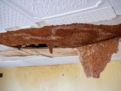 Professional storm damage restoration services in El Cajon - water damage restoration service
